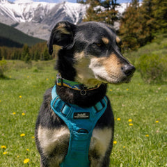 Rocky Mountain Dog Waterton Alpine 狗頸圈 產品細節圖 3