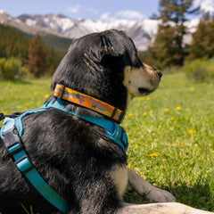 Rocky Mountain Dog Okanagan Alpine 狗頸圈 產品細節圖 3