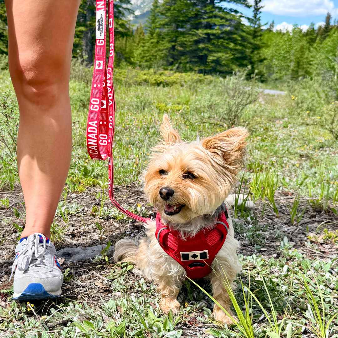 Rocky Mountain Dog Go Canada Go 狗帶 產品細節圖 3