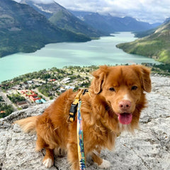 Rocky Mountain Dog Waterton All Mountain 狗帶 產品細節圖 3