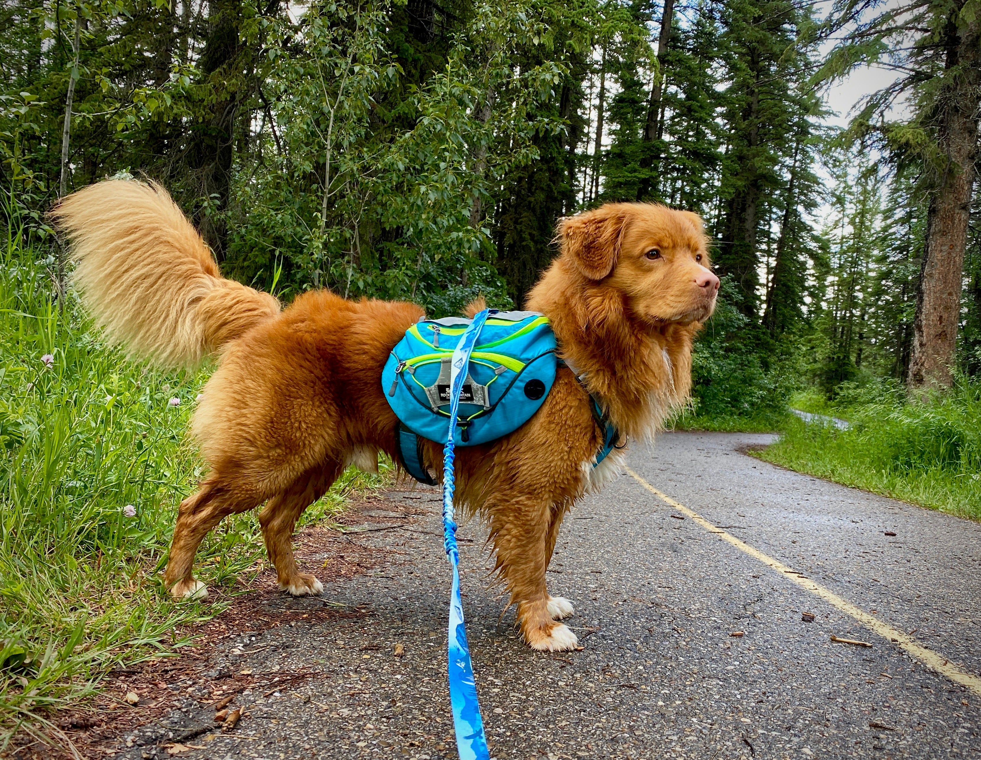 Rocky Mountain Dog Mountaineer 狗狗背囊 & Stand｜Alone 狗狗胸背帶 產品細節圖 4