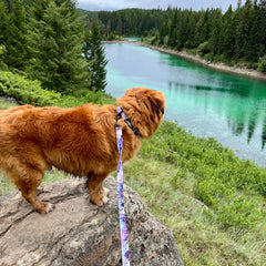 Rocky Mountain Dog PNW Alpine 狗頸圈 產品細節圖 4