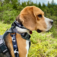 Rocky Mountain Dog The Grizzly Alpine 狗頸圈 產品細節圖 4