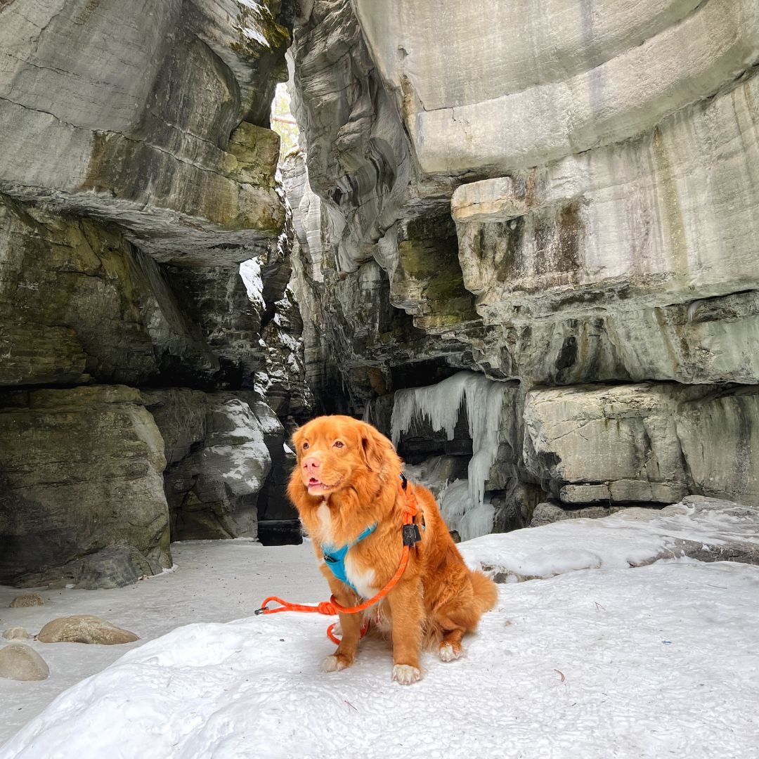 Rocky Mountain Dog Squamish Eco｜Friendly Dog Rope 狗帶 產品細節圖 4