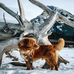 Rocky Mountain Dog The Grizzly All Mountain 狗帶 產品細節圖 4