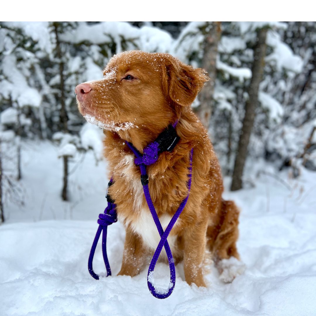 Rocky Mountain Dog Fernie Slip Lead 狗狗用品 產品細節圖 4