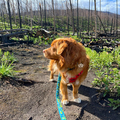 Rocky Mountain Dog Jasper All Mountain 狗帶 產品細節圖 4