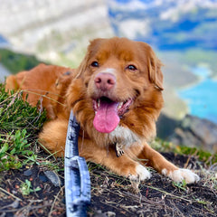 Rocky Mountain Dog The Wild Tactical 狗帶 產品細節圖 4