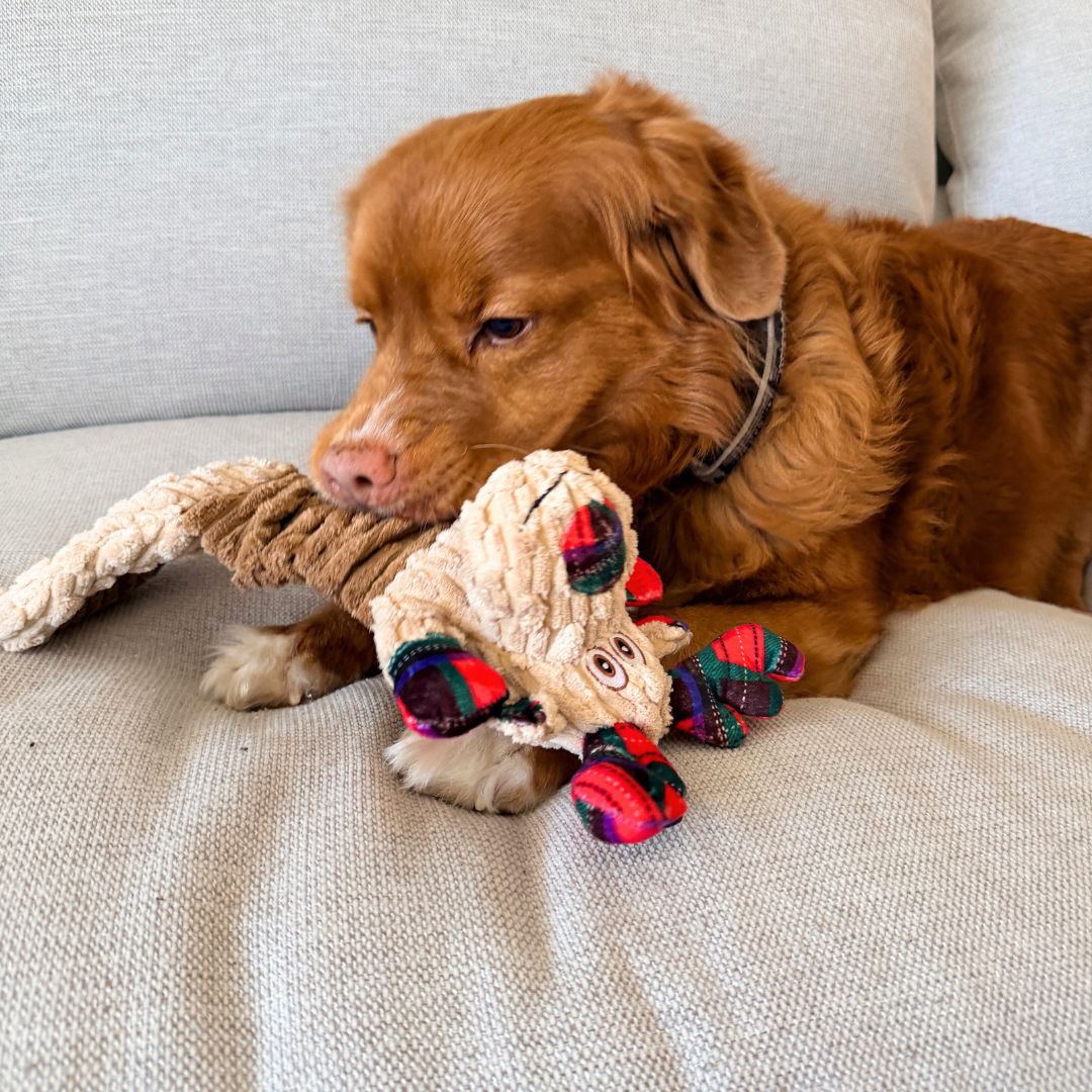 Rocky Mountain Dog Goofy Moose Stretchy 狗狗玩具 產品細節圖 4