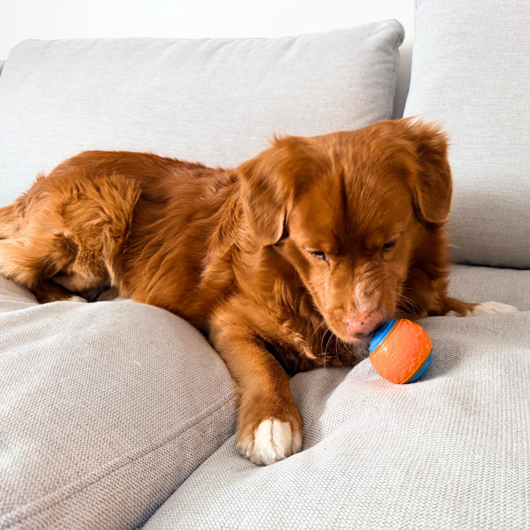 Rocky Mountain Dog Rocky Mountain 狗狗玩具 Ball 產品細節圖 4