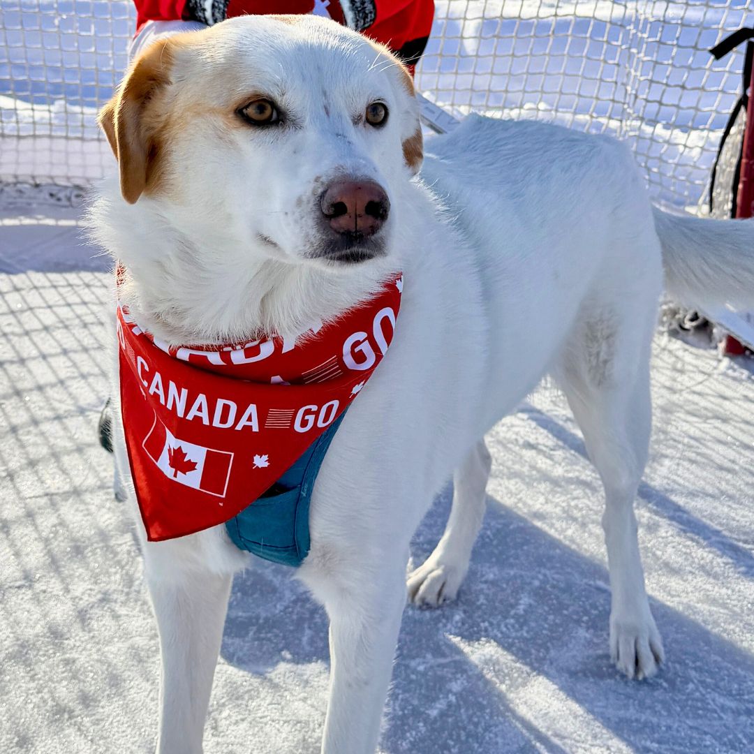 Rocky Mountain Dog Go Canada Go 狗狗頭巾 產品細節圖 4