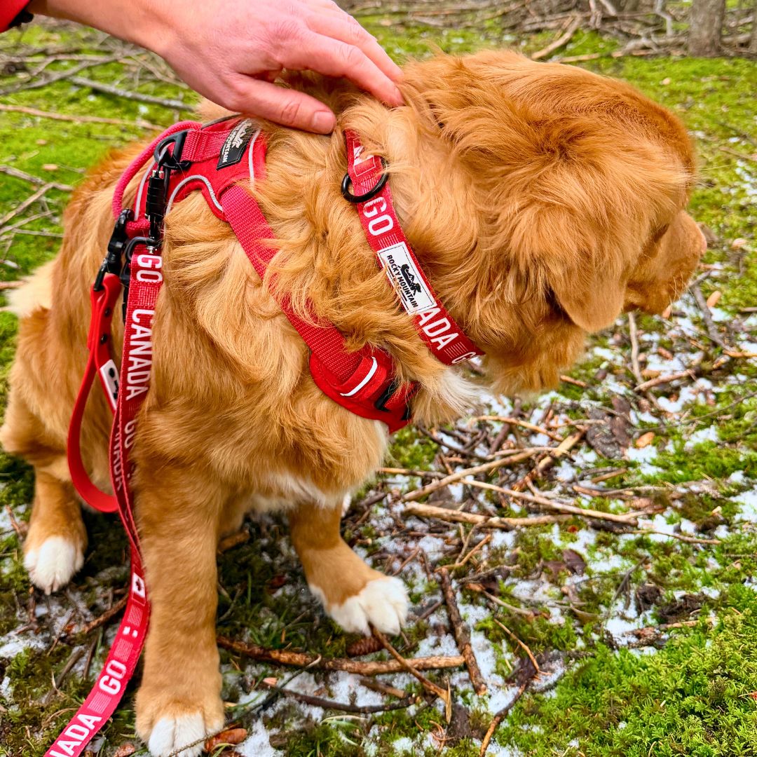 Rocky Mountain Dog Go Canada Go 狗頸圈 產品細節圖 4