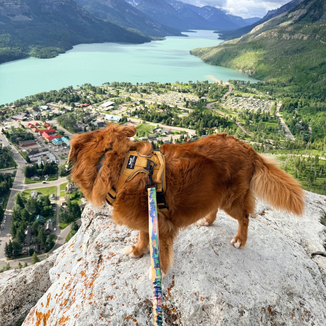 Rocky Mountain Dog Waterton All Mountain 狗帶 產品細節圖 4