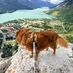 Rocky Mountain Dog Waterton All Mountain 狗帶 產品細節圖 4
