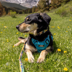 Rocky Mountain Dog Waterton Alpine 狗頸圈 產品細節圖 4