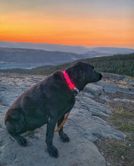 Rocky Mountain Dog Mountain Beacon｜LED Dog Safety Collar 狗狗用品 產品細節圖 5