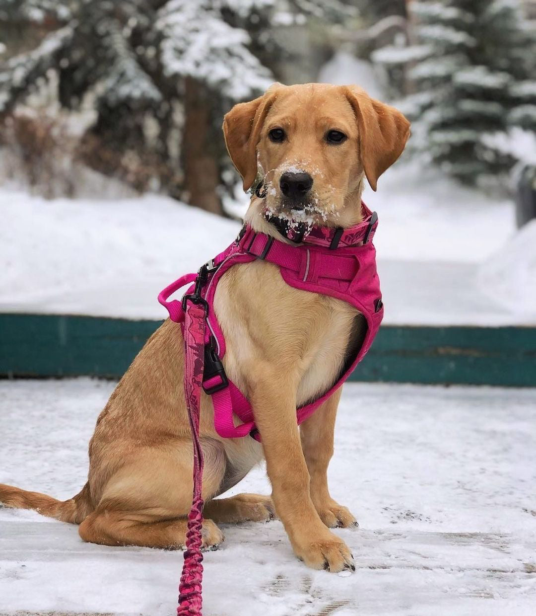Rocky Mountain Dog Cascade All Mountain 狗帶 產品細節圖 5