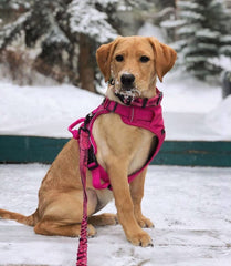 Rocky Mountain Dog Cascade All Mountain 狗帶 產品細節圖 5