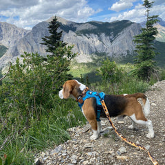 Rocky Mountain Dog Yellowstone All Mountain 狗帶 產品細節圖 5