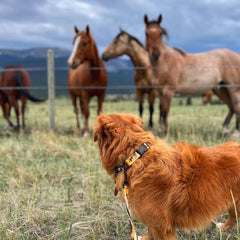 Rocky Mountain Dog Yellowstone Alpine Collar 狗狗用品 產品細節圖 5
