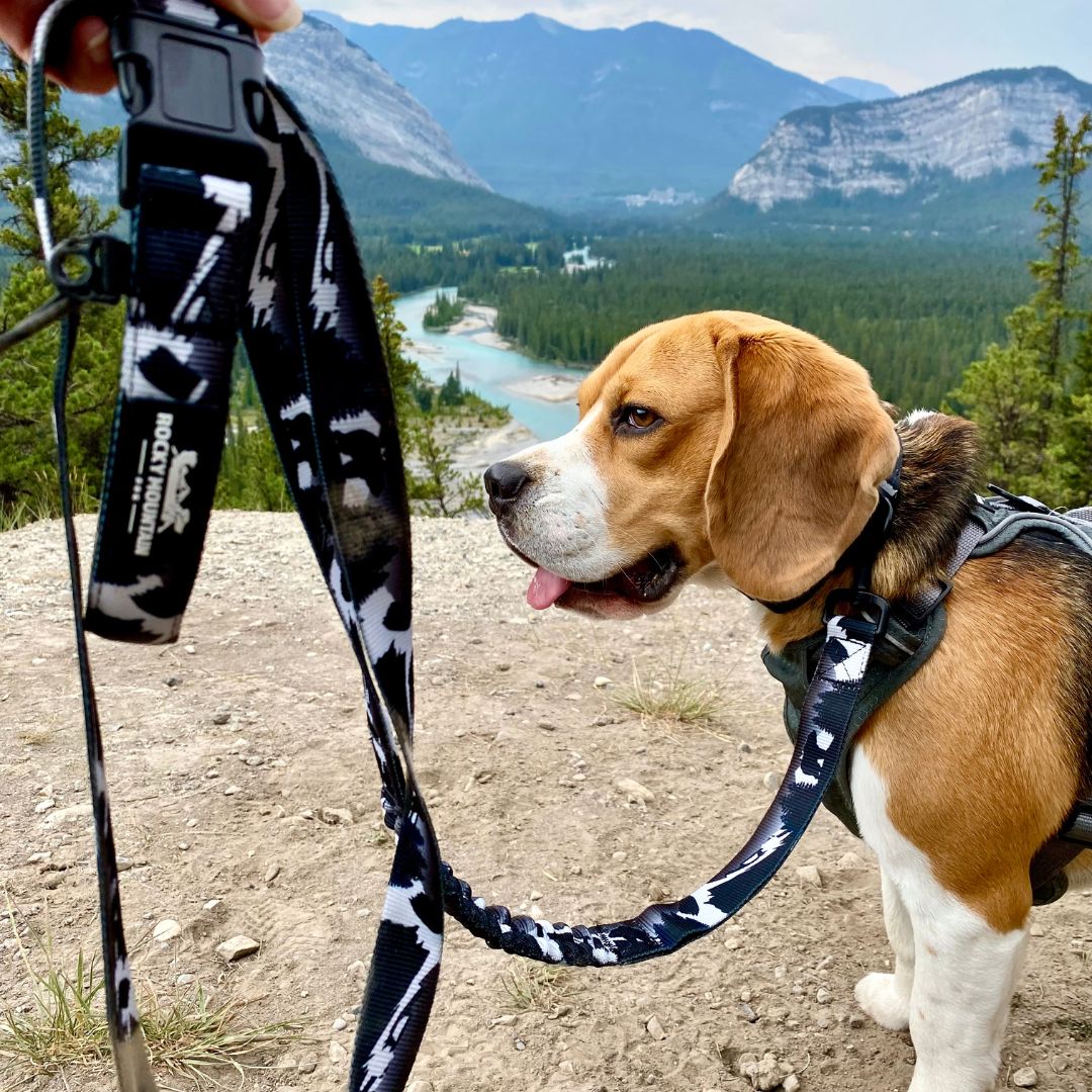 Rocky Mountain Dog The Grizzly All Mountain 狗帶 產品細節圖 5