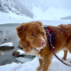 Rocky Mountain Dog Squamish Eco｜Friendly Dog Rope 狗帶 產品細節圖 5