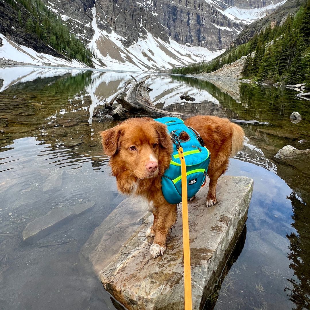 Rocky Mountain Dog Mountaineer 狗狗背囊 & Stand｜Alone 狗狗胸背帶 產品細節圖 5