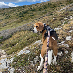 Rocky Mountain Dog Ranger All Mountain 狗帶 產品細節圖 5