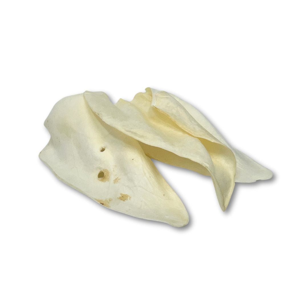 Rocky Mountain Dog Jumbo Natural Cow Ears 狗狗用品 產品細節圖 5