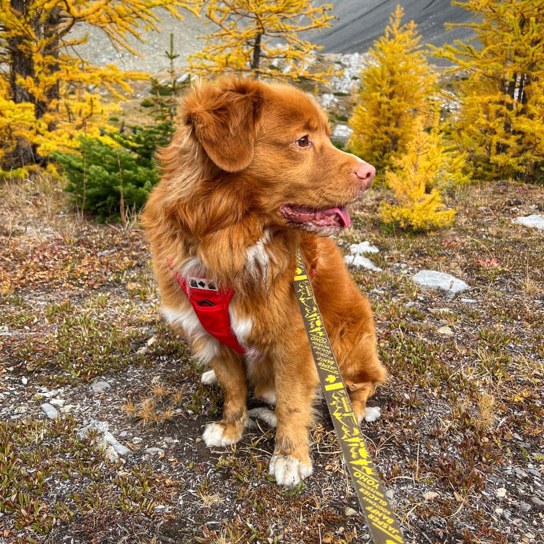 Rocky Mountain Dog Canadian Rockies 狗帶 產品細節圖 5