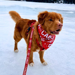 Rocky Mountain Dog Go Canada Go 狗帶 產品細節圖 5