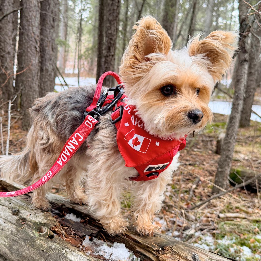 Rocky Mountain Dog Go Canada Go 狗狗頭巾 產品細節圖 5