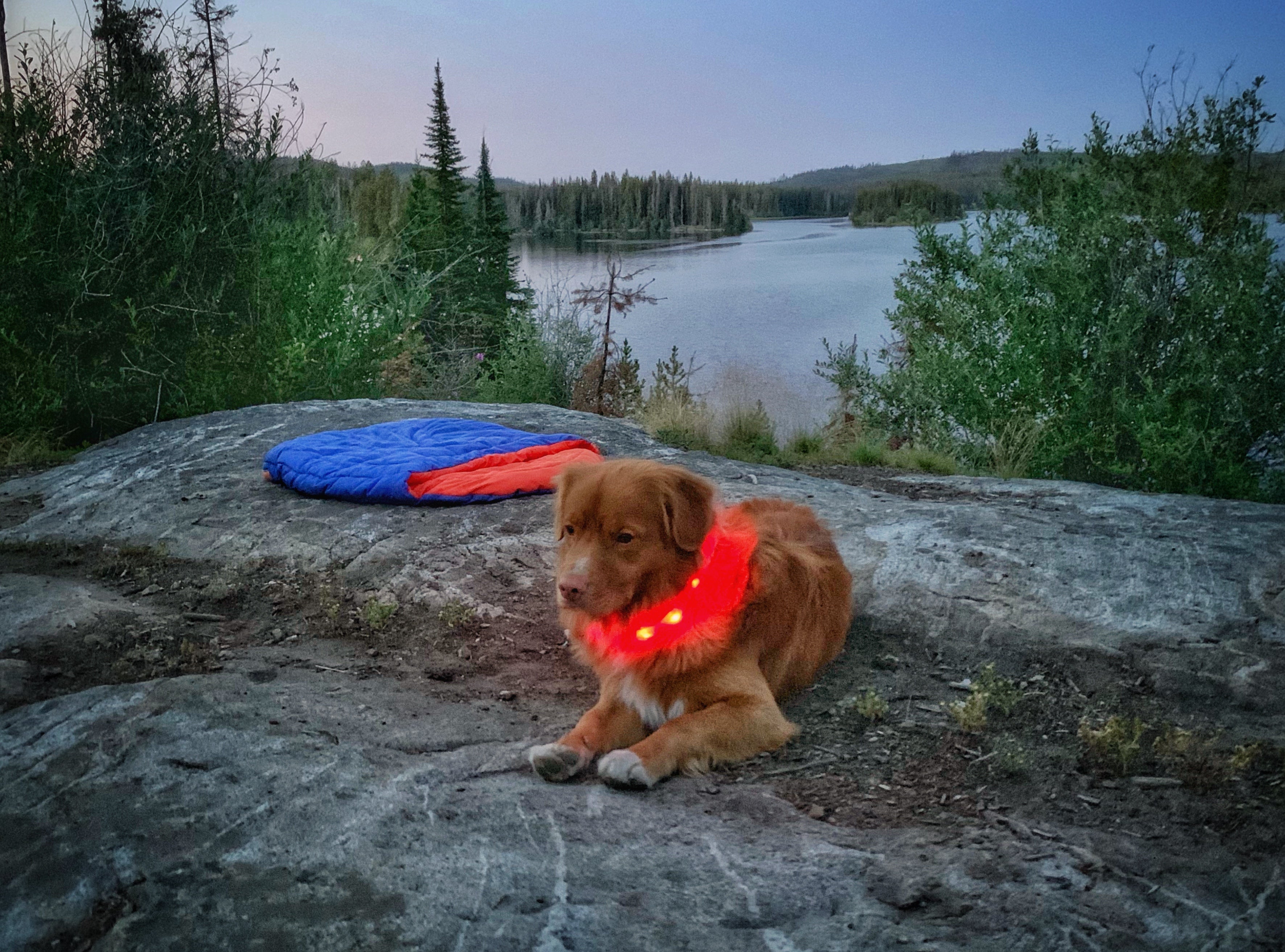 Rocky Mountain Dog Mountain Beacon｜LED Dog Safety Collar 狗狗用品 產品細節圖 6