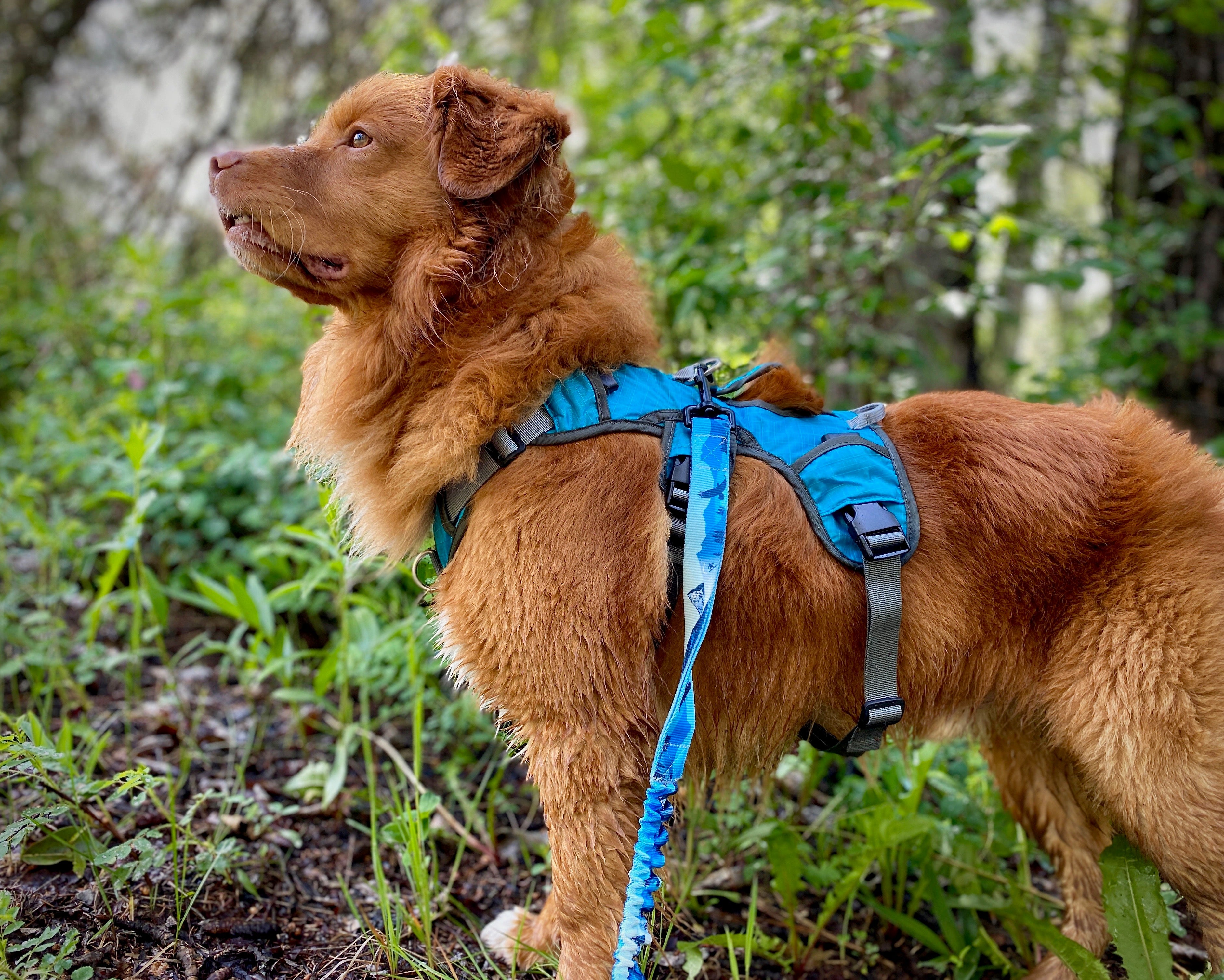 Rocky Mountain Dog Mountaineer 狗狗背囊 & Stand｜Alone 狗狗胸背帶 產品細節圖 6