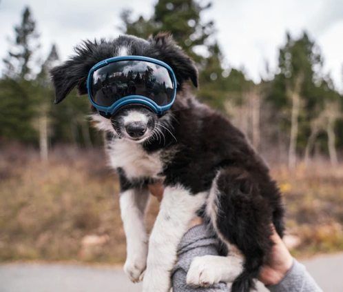 Rocky Mountain Dog V2 Small 狗狗護目鏡 產品細節圖 6