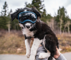 Rocky Mountain Dog V2 Small 狗狗護目鏡 產品細節圖 6