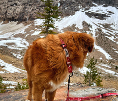 Rocky Mountain Dog Canadian Rockies Martingale Clip Collar 狗狗用品 產品細節圖 6