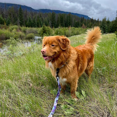 Rocky Mountain Dog PNW All Mountain 狗帶 產品細節圖 6