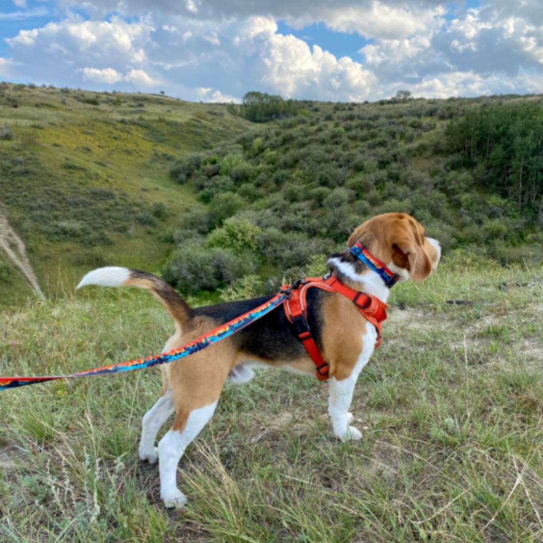 Rocky Mountain Dog Banff Alpine 狗頸圈 產品細節圖 6