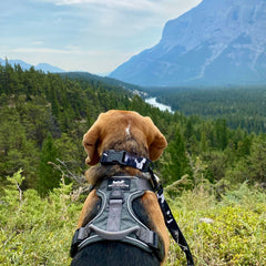 Rocky Mountain Dog The Grizzly Alpine 狗頸圈 產品細節圖 6