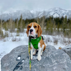 Rocky Mountain Dog Kootenay All Mountain 狗帶 產品細節圖 6