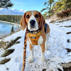 Rocky Mountain Dog Yellowstone All Mountain 狗帶 產品細節圖 6