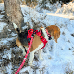 Rocky Mountain Dog Canadian Rockies 狗頸圈s 產品細節圖 6