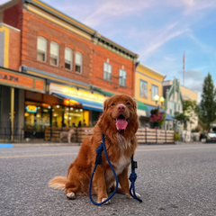 Rocky Mountain Dog Fernie Clasp Dog Rope 狗帶 產品細節圖 6