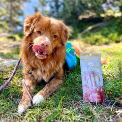 Rocky Mountain Dog Six Inch Standard Bully Sticks 狗狗用品 產品細節圖 6