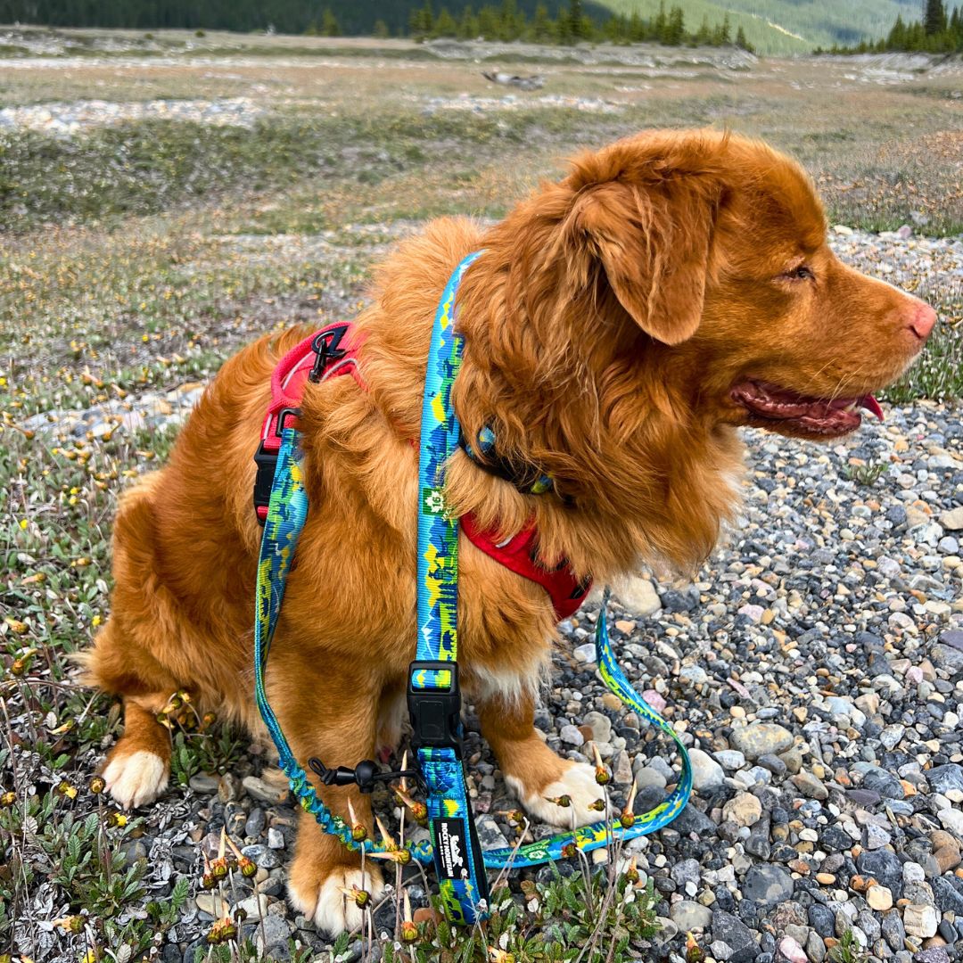 Rocky Mountain Dog Jasper All Mountain 狗帶 產品細節圖 6