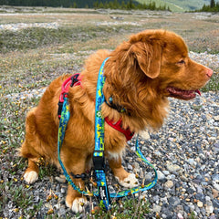 Rocky Mountain Dog Jasper All Mountain 狗帶 產品細節圖 6
