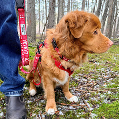 Rocky Mountain Dog Go Canada Go 狗帶 產品細節圖 6