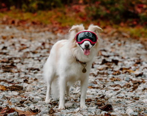 Rocky Mountain Dog V2 Small 狗狗護目鏡 產品細節圖 7