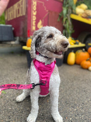 Rocky Mountain Dog Cascade All Mountain 狗帶 產品細節圖 7